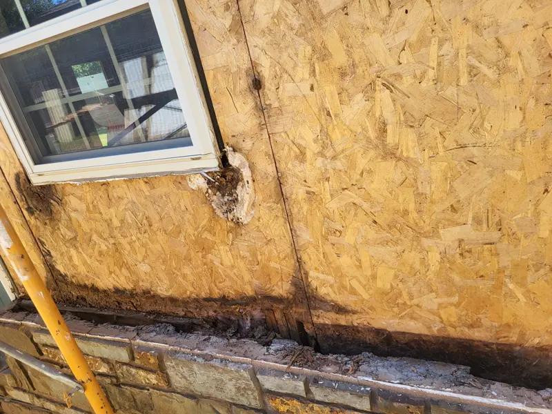 Exterior wall sheathing with dark water damage near a window after the old siding was removed